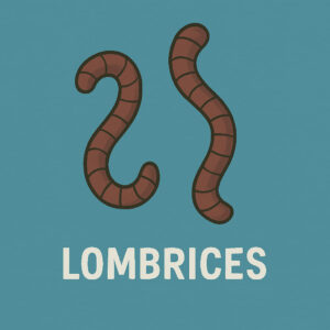 Lombrices